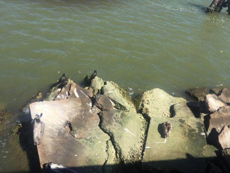 瞧瞧更大的:可以和鴨子比大小啦! 瞧瞧更大的:可以和鴨子比大小啦!